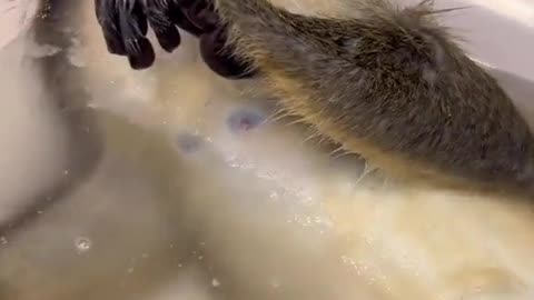 Take a bath monkey