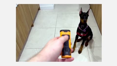 Pet Dog Repeller & Training Device