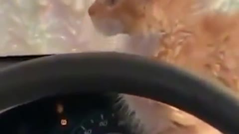 Silly Funny Cat Confused By Carwash