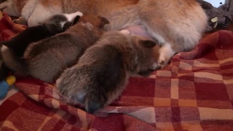 A group of Corgi small dogs breastfeed from its mother