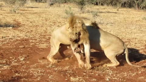 The fierce battle of 2 male lions fighting for food.