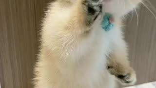 cute cat is trying to stand | Beautiful cat | Amazing pet video