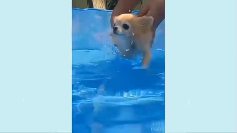Dog video funny 10 😄😄😄