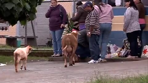 Goat terrorizes rural region of Brazil