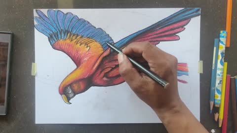 menggambar burung Nuri