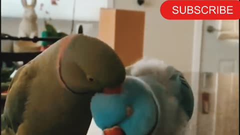 Parrots incredibly talk to one other like humans🦜🦜🦜