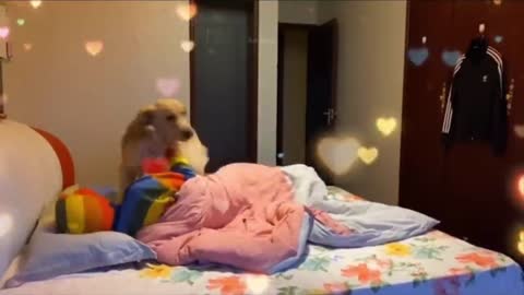 Funny cute dogs
