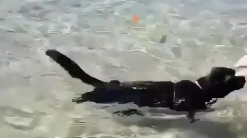 The Swimming cat