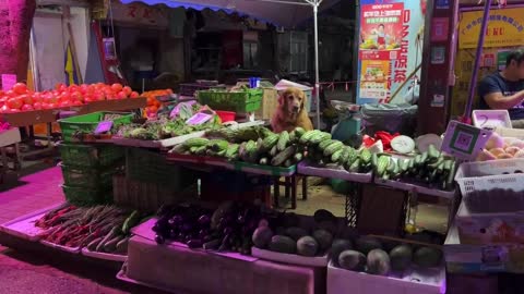 The big dog who helps the owner guard the stall