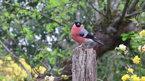 Bullfinch Finch Bird Male Nature Red Spring