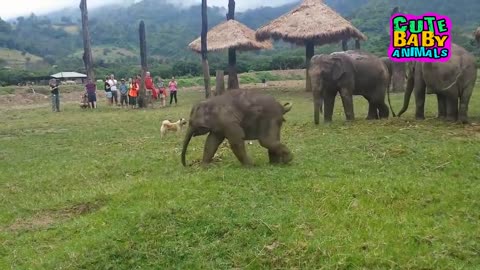 Cute Baby Elephant Playing With Dog and Get Frustated