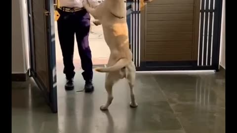 Dog's heart warming welcome when young owner returns