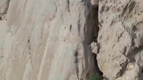 Markhor video on a dangerous mountain range of k2