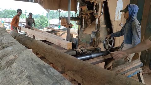 Sawmill. Sawmill Red Meranti Logs