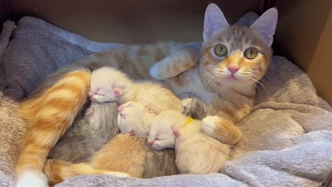Mother Cat and Cute Kittens - Best Family Cats Comilation 2023