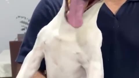funny dog laughing😂