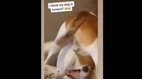 Best of the 2023 🐶 Funny Dogs Compilation #1- Funny dogs videos- Time for Funny Animals