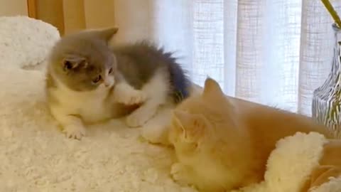 "Purrfect Playmates: Adorable Cats Engaging in Playful Mischief"