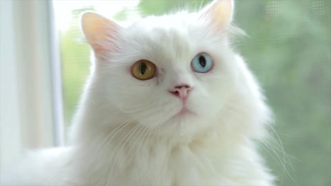 Domestic cat with complete heterochromia. White cat with different colored eyes