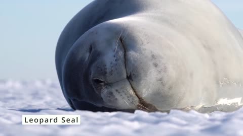 Leopard Seal Sleeping