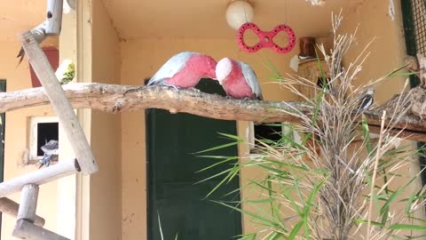 Very Cute Peach Faced Lovebirds and Budgerigars