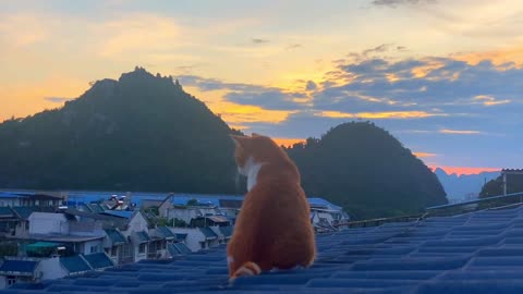 The cats on the eaves in the morning are watching the beautiful rivers and mountains