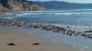 Mass amounts of live squid wash up on San Diego shore