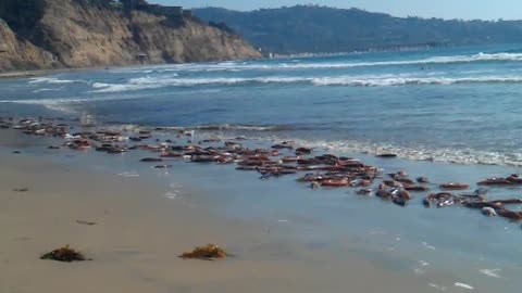 Mass amounts of live squid wash up on San Diego shore