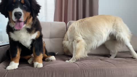 Golden Retriever and Bernese Mountain Dog Puppy love to play together
