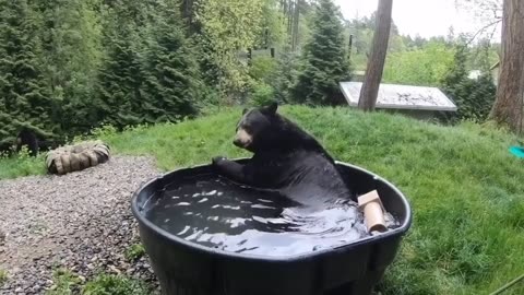 Bear was playing in water funny video of bear