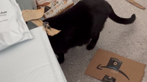 Adopting a Cat from a Shelter Vlog - Cute Precious Piper Takes Inventory of the Shipping Boxes