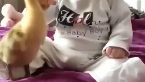 Important Meeting/Communication between Baby Boy and Duckling - Insane Video