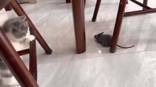 The reaction of a kitten when it first meets a mouse