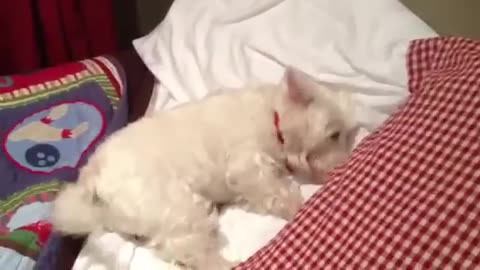 Dog loves his bed