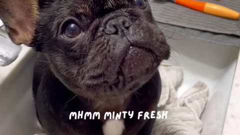 Cute french bulldog puppy’s shower time routine 🚿🧼 #frenchbulldog #frenchie #dog #shorts #puppy