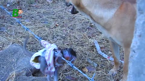 Very Heartbreaking baby monkey Jenner Escaping From Dog And Stuck on barbed wire fence