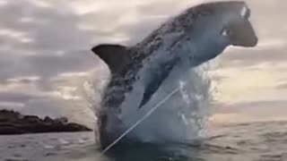 A great white shark was filmed jumping