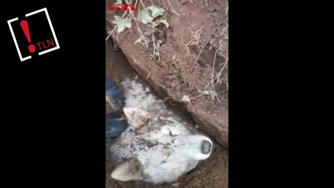 Los Bomberos rescatan a un perro atrapado en una zanja tras un derrumbe en Artès