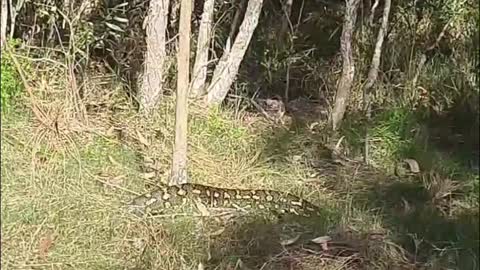 Bushwalker Stumbles Upon Giant Snake