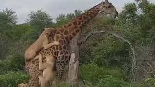giraffe vs lion