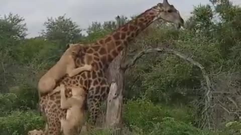 giraffe vs lion