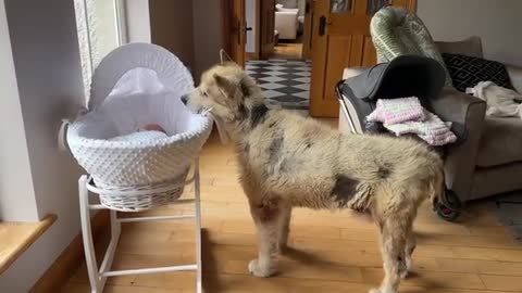Curious Dog Bonds With Baby! He Tries To Rock Him To Sleep!