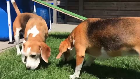 Beagle dog parties