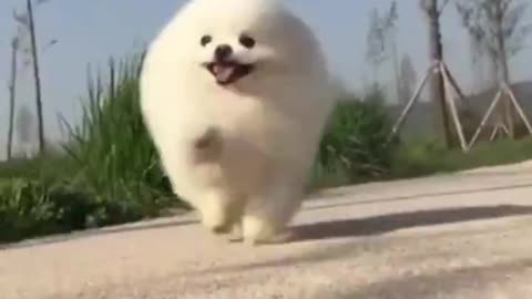 Merry Pomeranian Spitz runs along the path