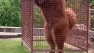 Dangerous dog tibetan mastiff dangerous 🔥 short video tibetan mastif #dogs #viral