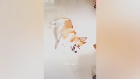 Funny dog