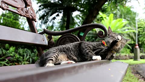 Cat on a bench licking herself ❤️❤️❤️ || Cute cat cuddling & dnuggling