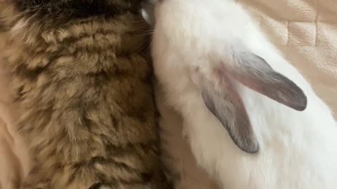 Sleeping the cat and the bunny