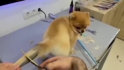 Cute dog tail hair cutting!