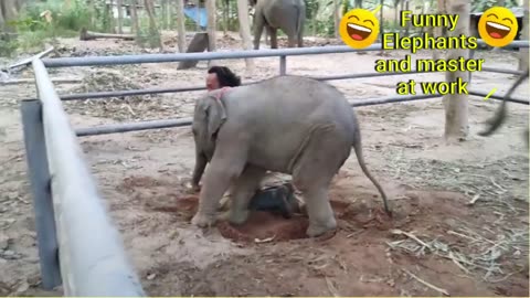 Funniest Baby Elephant fought with the Master whiles working 😅😂😂😂💯